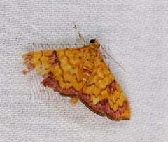 Isocentris filalis