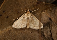 Luma
