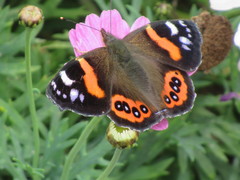 Vanessa gonerilla ida
