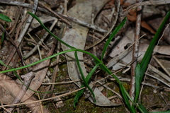 Wahlenbergia stricta stricta