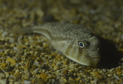 Torquigener hypselogeneion