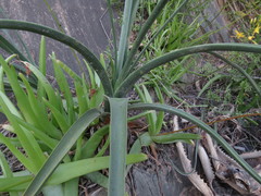Albuca thermarum