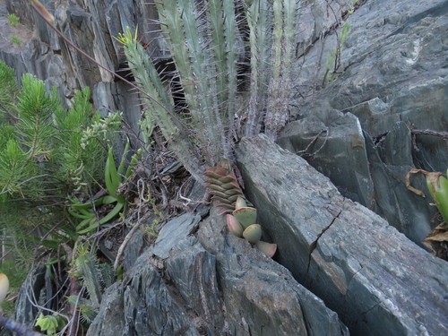 Haworthia viscosa (L.) Haw.