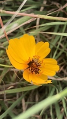 Thelesperma filifolium