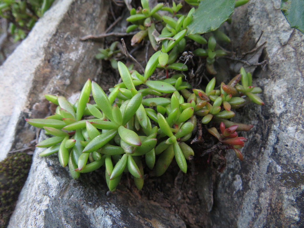 Crassula pubescens