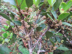 Myrsine chathamica