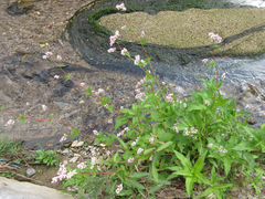 Fagopyrum esculentum