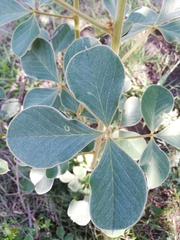 Crotalaria doidgeae