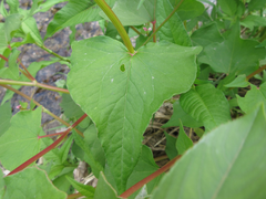 Fagopyrum esculentum