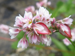 Fagopyrum esculentum