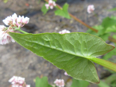 Fagopyrum esculentum