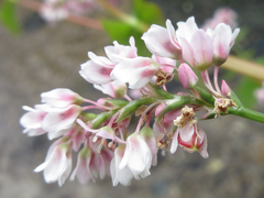 Fagopyrum esculentum