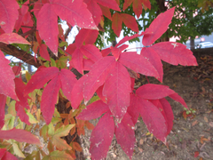 Acer triflorum
