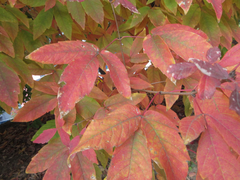 Acer triflorum