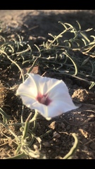 Convolvulus equitans