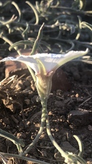 Convolvulus equitans