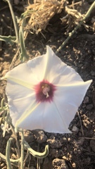 Convolvulus equitans