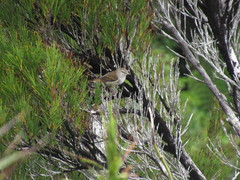 Gerygone albofrontata