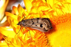 Achyra nigrirenalis