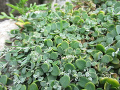 Chenopodium triandrum