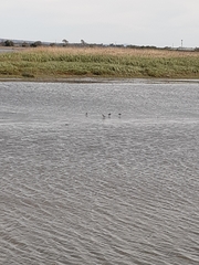 Limosa lapponica