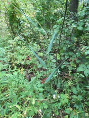 Leersia