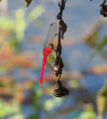 Rhodopygia cardinalis