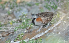 Turnix nigricollis