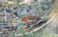 Turnix nigricollis