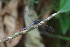 Rhodopygia pruinosa