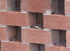 Sceloporus cyanogenys