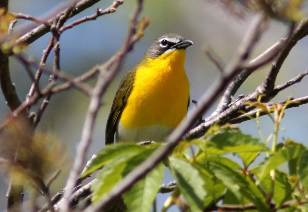 Yellow-breasted Chats