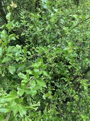 Gymnosporia harveyana harveyana