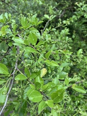Gymnosporia harveyana harveyana