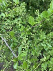 Gymnosporia harveyana harveyana