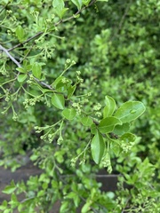Gymnosporia harveyana harveyana