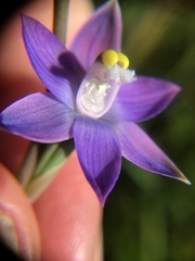Thelymitra peniculata