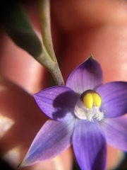 Thelymitra peniculata