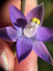 Thelymitra peniculata