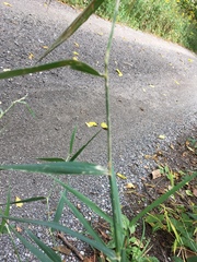 Leersia