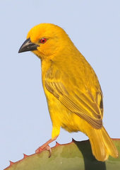 Yellow Weaver photo 3
