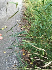 Leersia