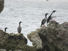Phalacrocorax featherstoni