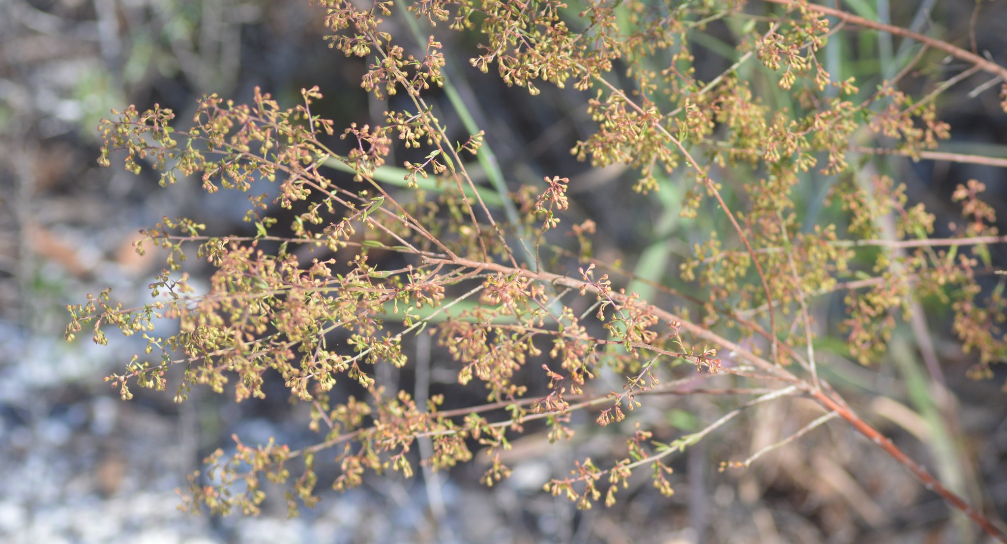 Lechea cernua