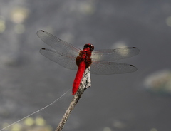 Rhodothemis nigripes
