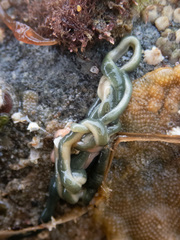 Emplectonema gracile