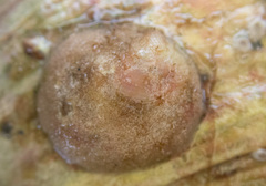 Crepipatella lingulata