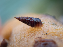 Cerithiopsis stejnegeri