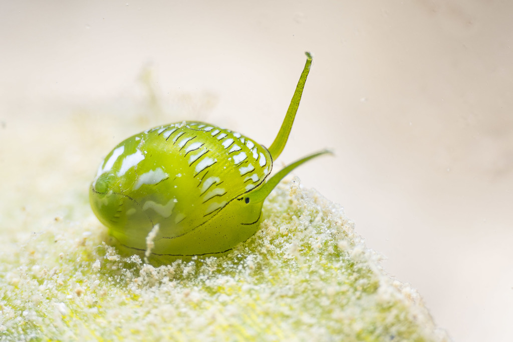 Smaragdia rangiana