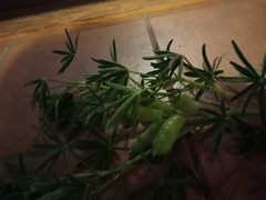 Lupinus arboreus arboreus